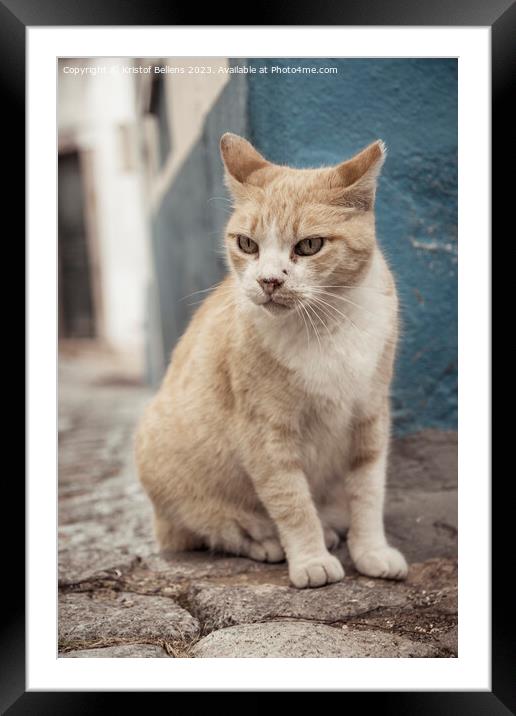 Vertical shot of a grumpy straycat in the cobblestoned streets of Monchique in Algarve, Portugal. Framed Mounted Print by Kristof Bellens