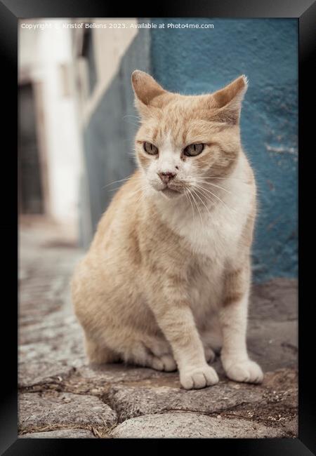 Vertical shot of a grumpy straycat in the cobblestoned streets of Monchique in Algarve, Portugal. Framed Print by Kristof Bellens