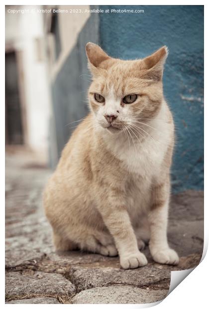 Vertical shot of a grumpy straycat in the cobblestoned streets of Monchique in Algarve, Portugal. Print by Kristof Bellens