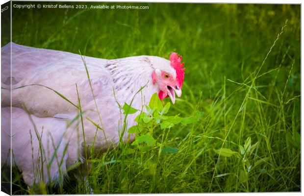 Free roaming white chicken picking and eating grass Canvas Print by Kristof Bellens