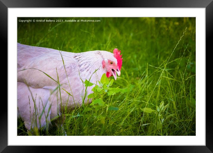 Free roaming white chicken picking and eating grass Framed Mounted Print by Kristof Bellens