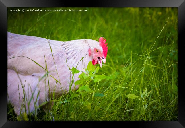 Free roaming white chicken picking and eating grass Framed Print by Kristof Bellens