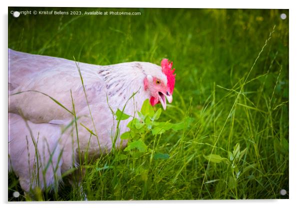 Free roaming white chicken picking and eating grass Acrylic by Kristof Bellens