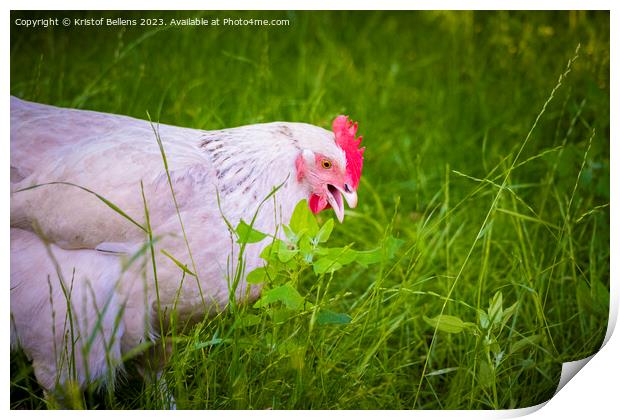 Free roaming white chicken picking and eating grass Print by Kristof Bellens