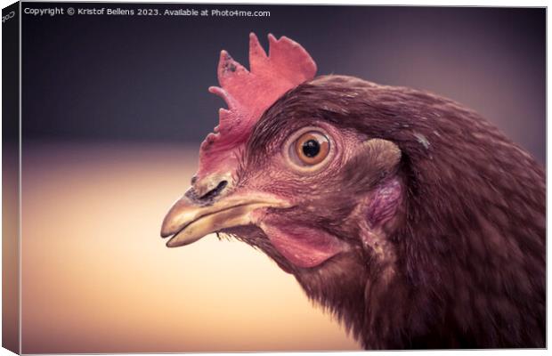 Close-up of brown domestic chicken head. Canvas Print by Kristof Bellens