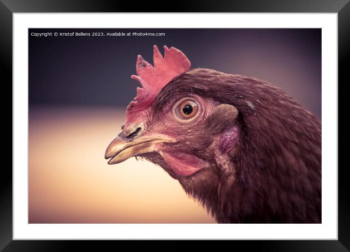 Close-up of brown domestic chicken head. Framed Mounted Print by Kristof Bellens