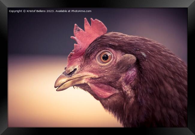 Close-up of brown domestic chicken head. Framed Print by Kristof Bellens