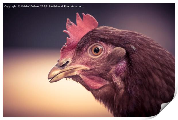 Close-up of brown domestic chicken head. Print by Kristof Bellens