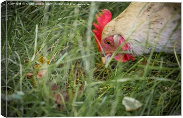 Free roaming chicken picking and eating grass Canvas Print by Kristof Bellens