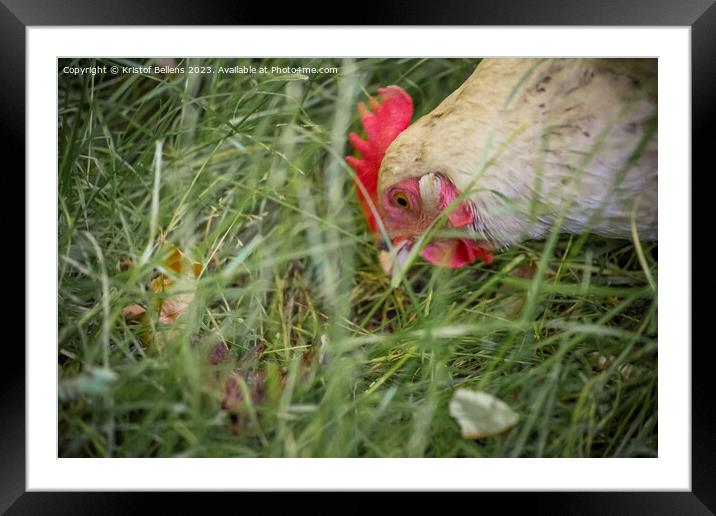 Free roaming chicken picking and eating grass Framed Mounted Print by Kristof Bellens