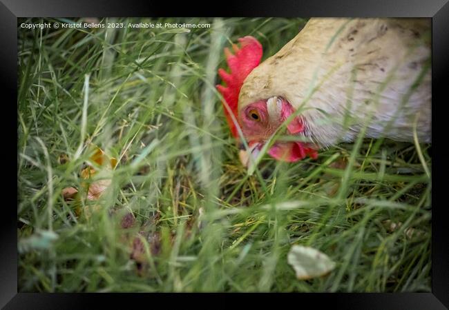 Free roaming chicken picking and eating grass Framed Print by Kristof Bellens