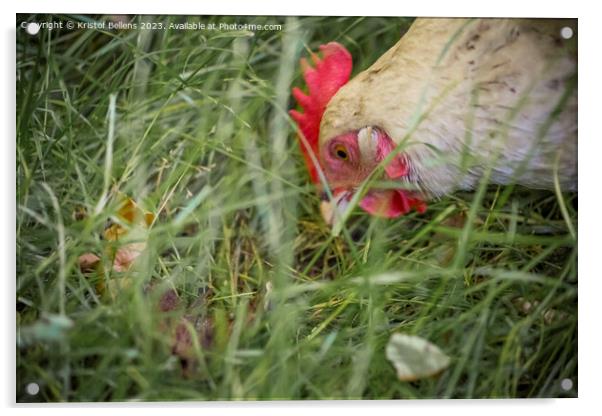 Free roaming chicken picking and eating grass Acrylic by Kristof Bellens