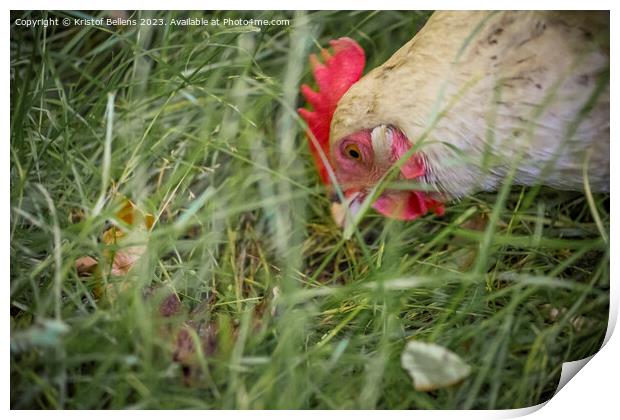 Free roaming chicken picking and eating grass Print by Kristof Bellens