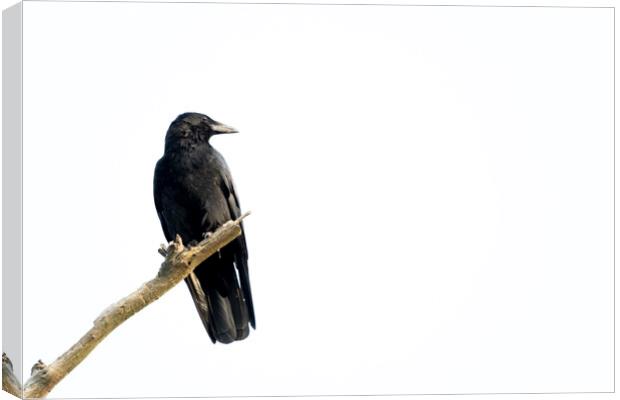 Black crow sitting on a branch of a dead tree. Canvas Print by Kristof Bellens