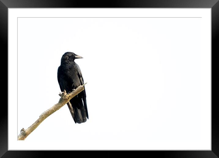 Black crow sitting on a branch of a dead tree. Framed Mounted Print by Kristof Bellens