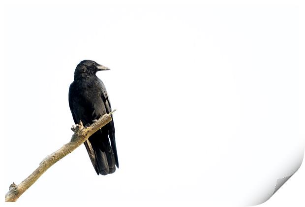 Black crow sitting on a branch of a dead tree. Print by Kristof Bellens