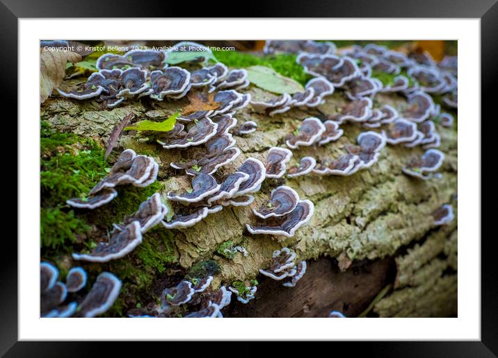 Turkey tail mushroom growing on a tree log in the forest Framed Mounted Print by Kristof Bellens