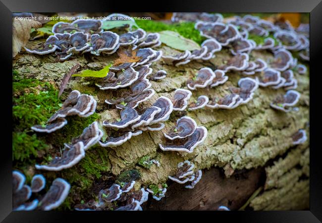 Turkey tail mushroom growing on a tree log in the forest Framed Print by Kristof Bellens