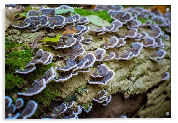Turkey tail mushroom growing on a tree log in the forest Acrylic by Kristof Bellens