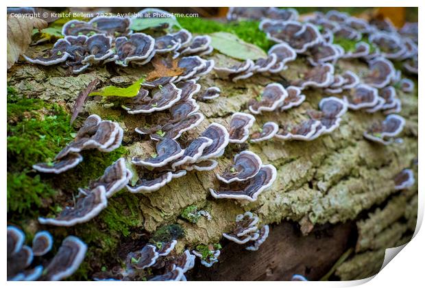 Turkey tail mushroom growing on a tree log in the forest Print by Kristof Bellens