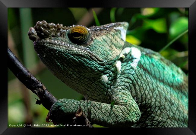 Close-up of a Columma Parsonii, Parsons's Chameleo Framed Print by Luigi Petro