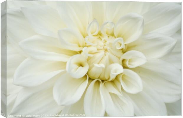 Beautiful soft fresh white rose close up. Canvas Print by Luigi Petro