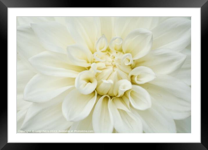 Beautiful soft fresh white rose close up. Framed Mounted Print by Luigi Petro