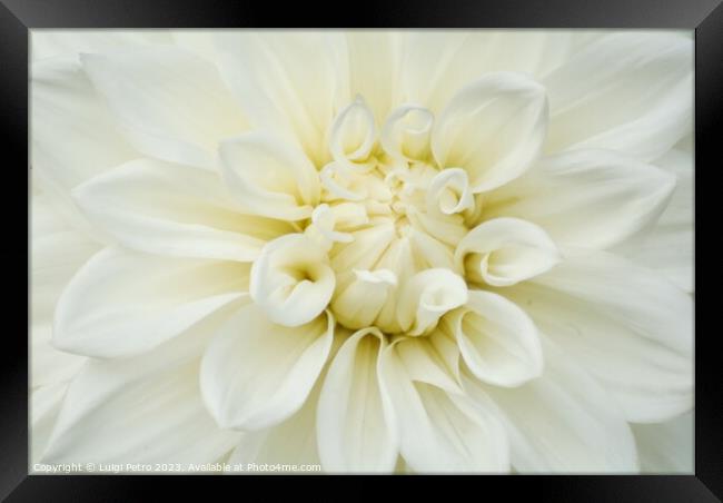 Beautiful soft fresh white rose close up. Framed Print by Luigi Petro