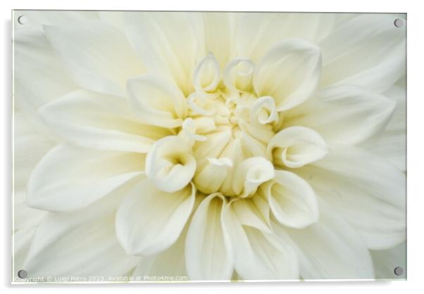 Beautiful soft fresh white rose close up. Acrylic by Luigi Petro