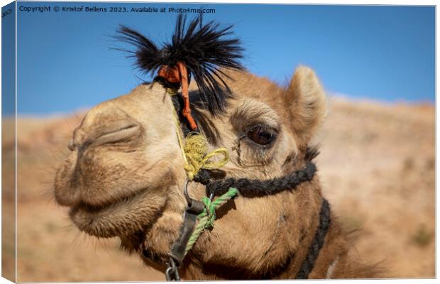 Close-up and detail of camel head with riding ropes, desert hill in background, blurred out and out of focus Canvas Print by Kristof Bellens