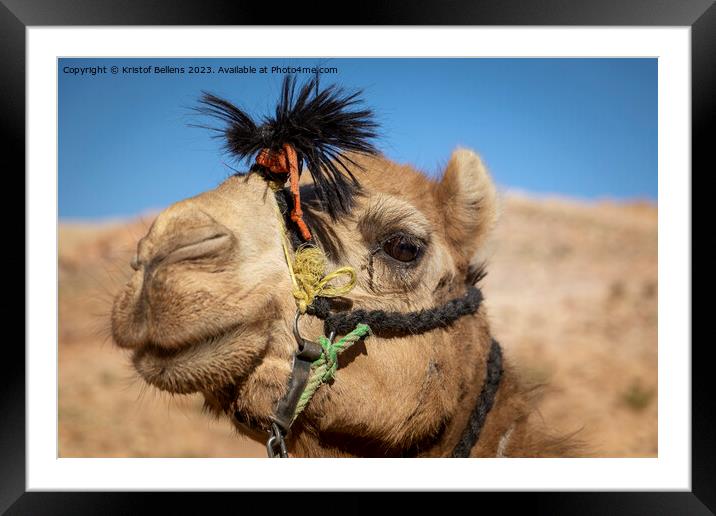 Close-up and detail of camel head with riding ropes, desert hill in background, blurred out and out of focus Framed Mounted Print by Kristof Bellens