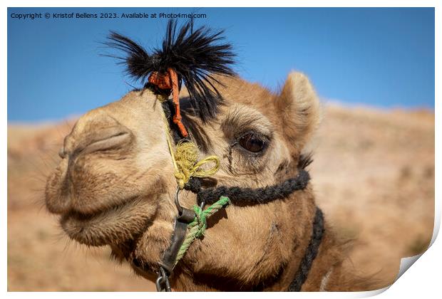 Close-up and detail of camel head with riding ropes, desert hill in background, blurred out and out of focus Print by Kristof Bellens