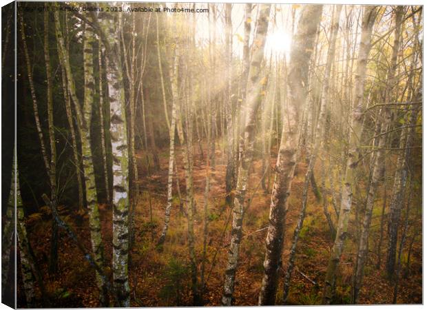 Dense birch tree forest in autumn, sunrays, directly shot at the sun Canvas Print by Kristof Bellens