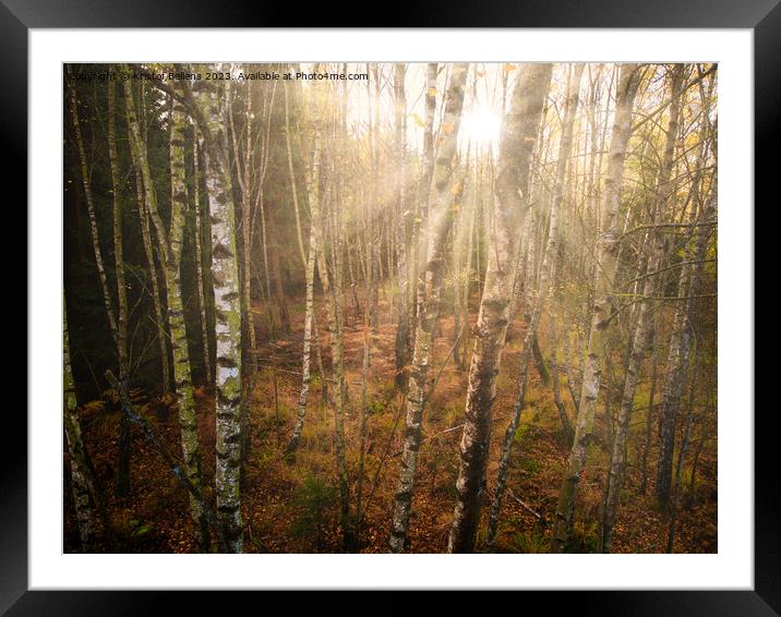 Dense birch tree forest in autumn, sunrays, directly shot at the sun Framed Mounted Print by Kristof Bellens
