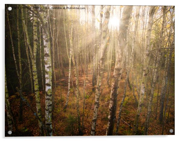 Dense birch tree forest in autumn, sunrays, directly shot at the sun Acrylic by Kristof Bellens