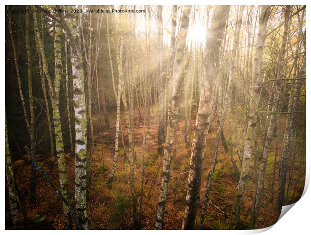 Dense birch tree forest in autumn, sunrays, directly shot at the sun Print by Kristof Bellens