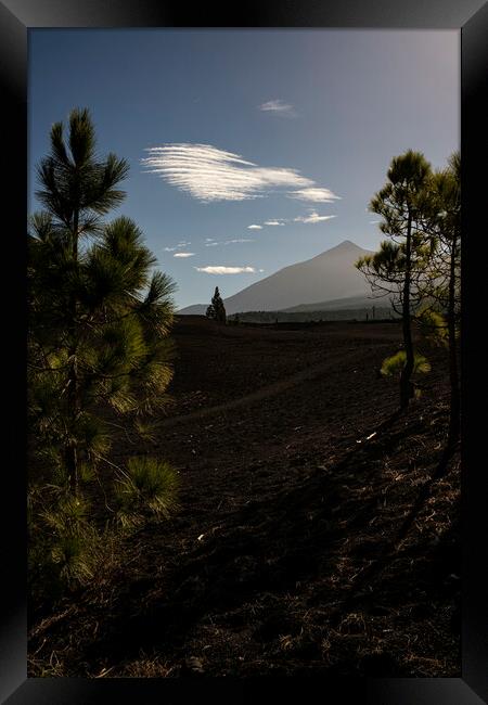 Mount Teide through pines Tenerife Framed Print by Phil Crean