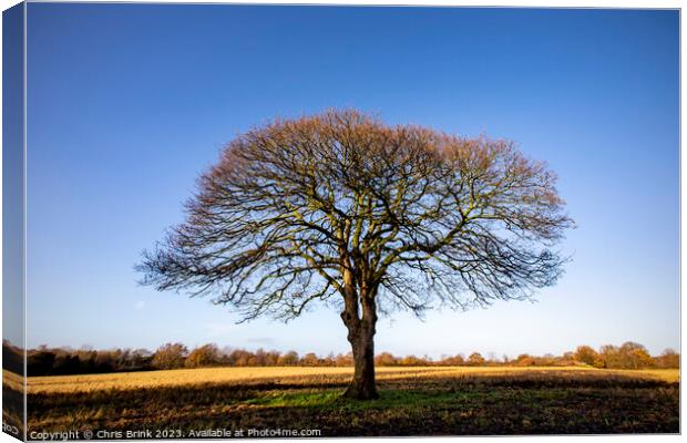 Leafless tree in Cheshire countryside Canvas Print by Chris Brink