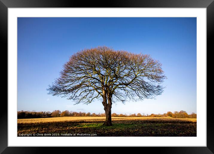 Leafless tree in Cheshire countryside Framed Mounted Print by Chris Brink