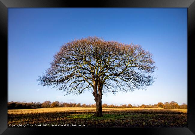 Leafless tree in Cheshire countryside Framed Print by Chris Brink
