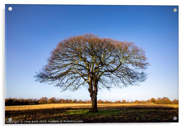Leafless tree in Cheshire countryside Acrylic by Chris Brink