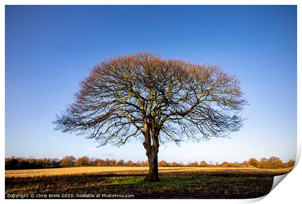 Leafless tree in Cheshire countryside Print by Chris Brink