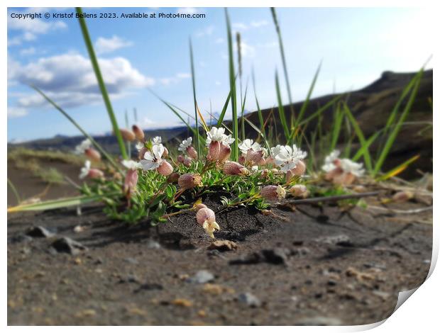 Silene uniflora, commonly known as sea campion, part of the pink family Caryophyllaceae Print by Kristof Bellens
