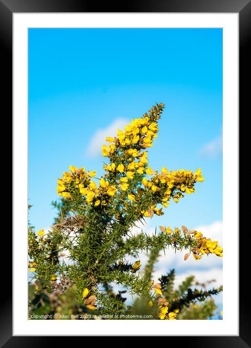 Yellow Gorse bush in flower Framed Mounted Print by Allan Bell
