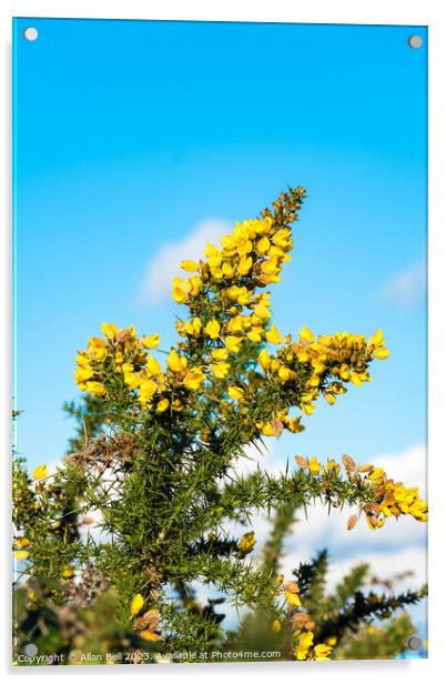 Yellow Gorse bush in flower Acrylic by Allan Bell