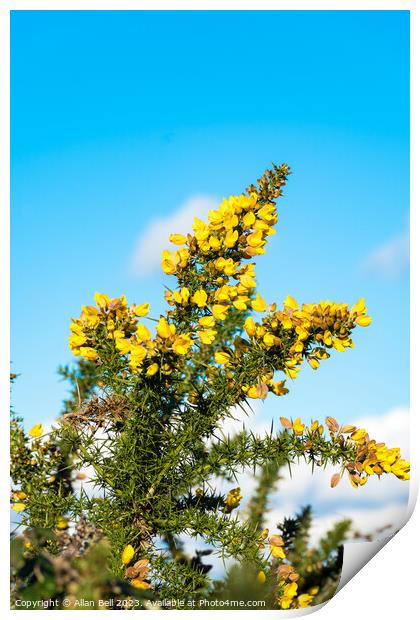Yellow Gorse bush in flower Print by Allan Bell