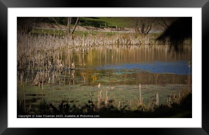 Reeds surrounding a lake  Framed Mounted Print by Jules D Truman