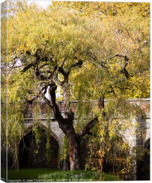 Ye Olde Willow Tree Canvas Print by Jules D Truman
