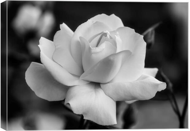 A nice white rose in the garden in black and white Canvas Print by Vicen Photo