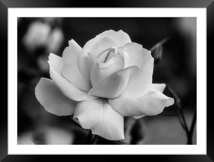 A nice white rose in the garden in black and white Framed Mounted Print by Vicen Photo